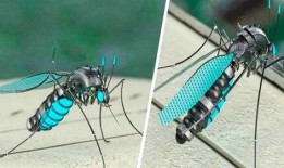 爆料大蚊子的视频大全,视频大全带你领略神秘生物世界